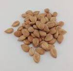 APRICOT KERNEL - Image 2